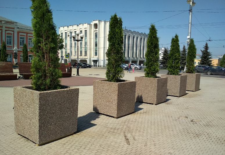Во Владимире Театральную площадь украсили вечнозеленые туи